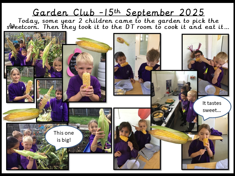 Garden September 15th 2025 Year 2